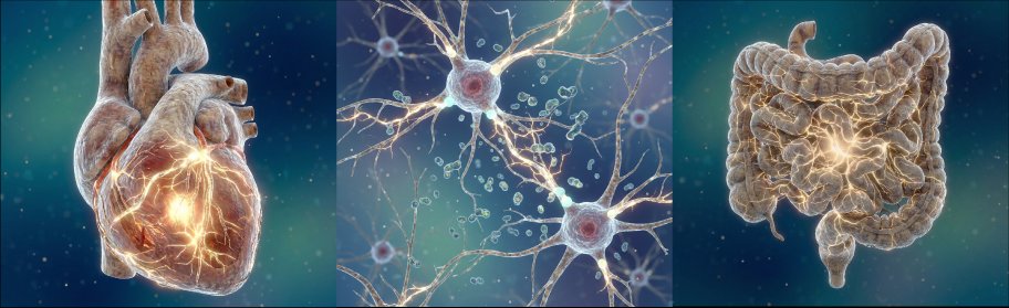 Heart, neurons, and intestine — the three primary disease focus areas of Seipolt Therapeutics